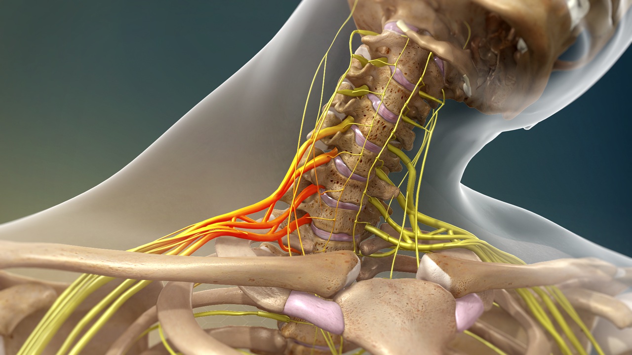 Brachial Plexus Injury | Johns Hopkins Medicine