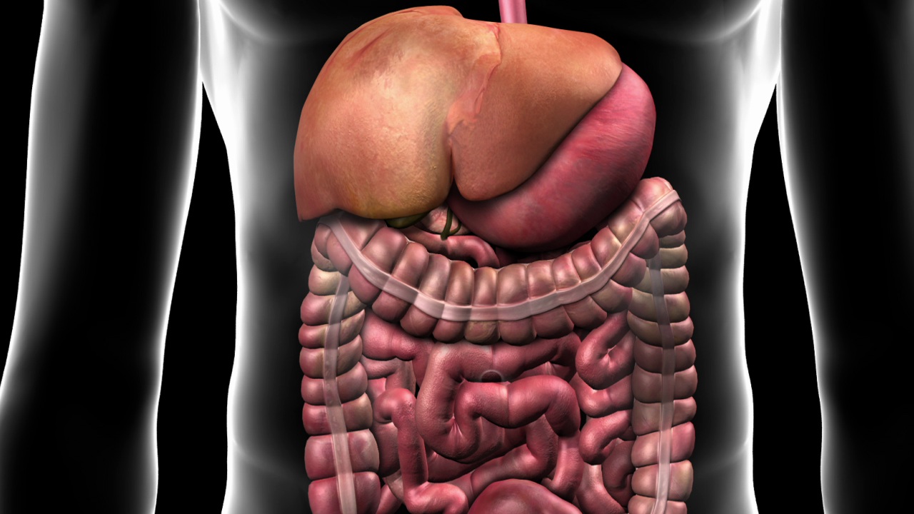 Anatomy of the Gastrointestinal System - Willis Knighton Health -  Shreveport - Bossier City - Ark-La-Tex