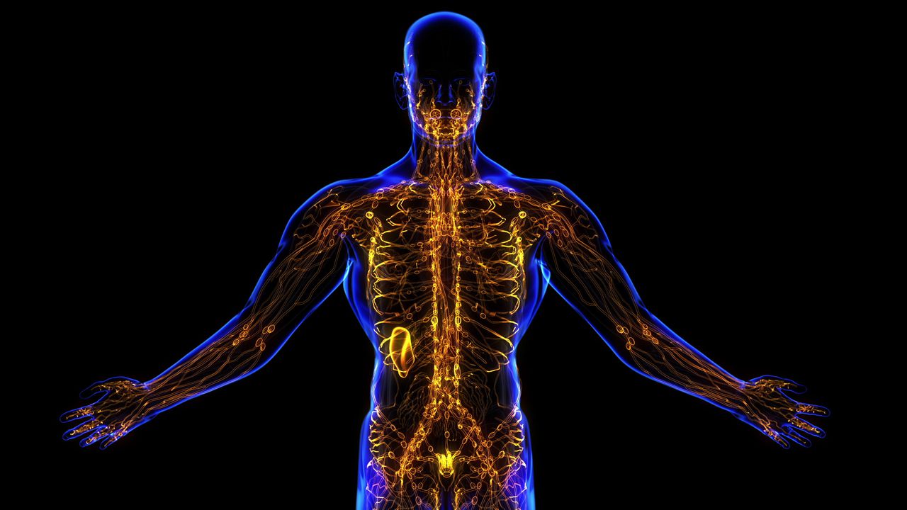 The Immune System! - Willis Knighton Health - Shreveport - Bossier City - Ark-La-Tex